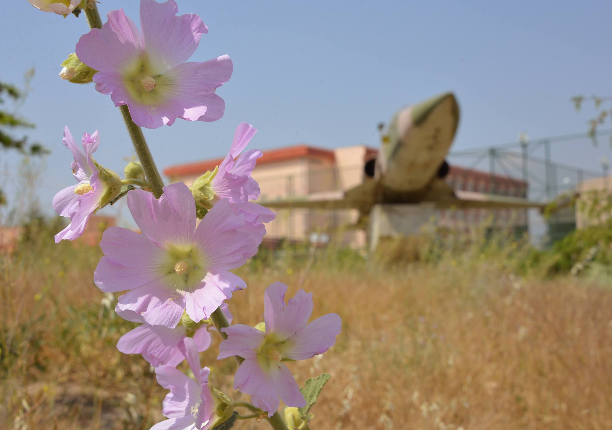 Hatmi Çiçeği Faydaları ve Zararları