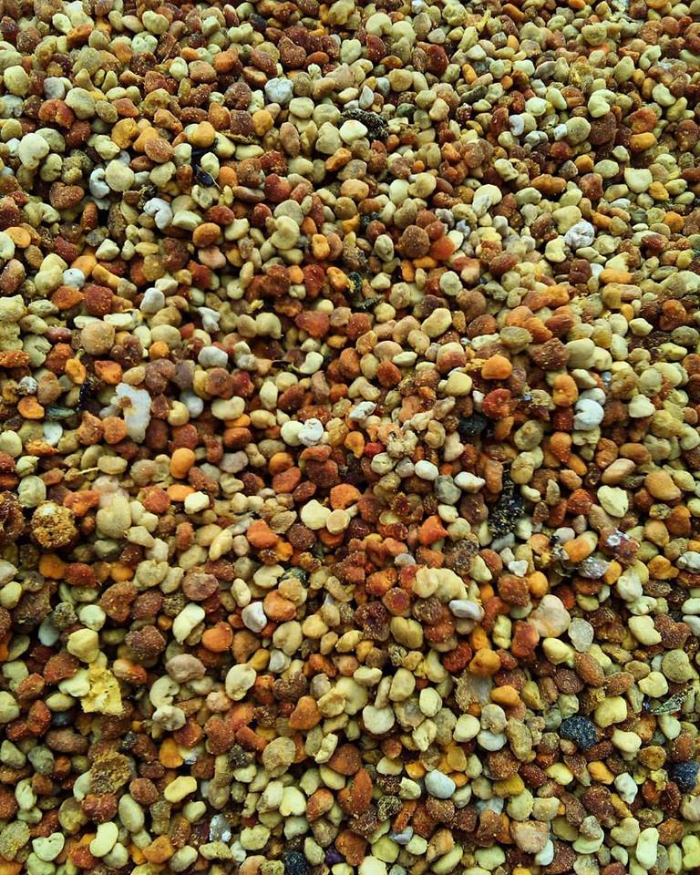 Polen Nedir, Faydaları Nelerdir? Polen Nedir, Faydaları Nelerdir?