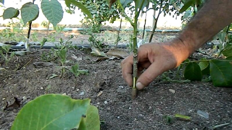 Durgun Göz Aşısı