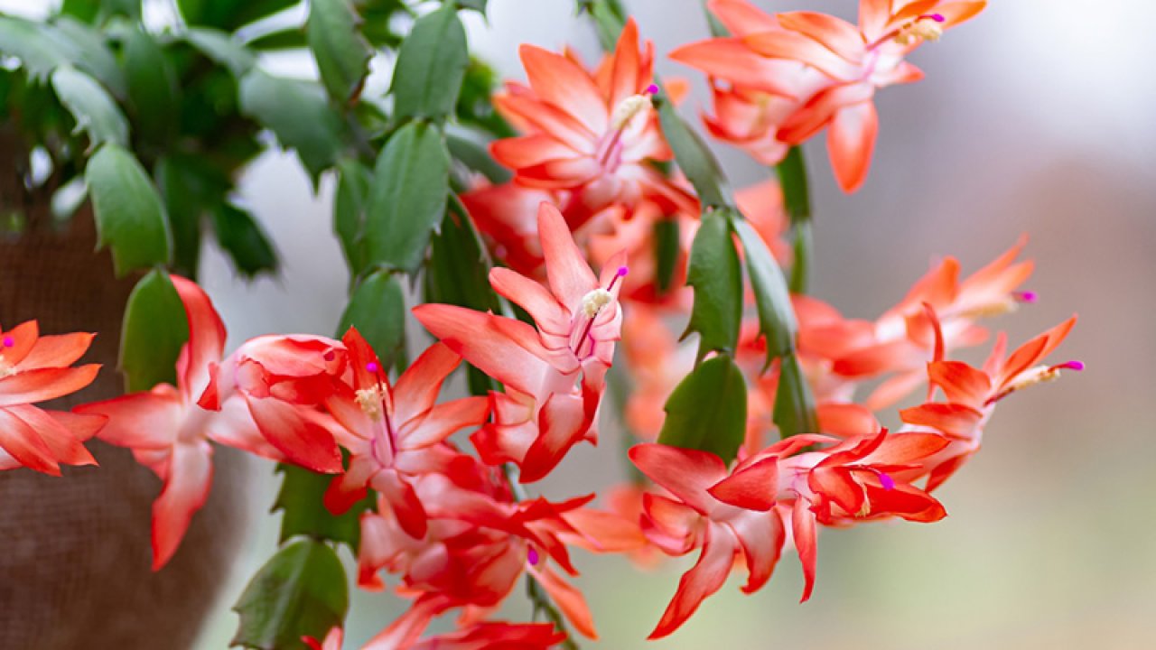 Yılbaşı Çiçeği