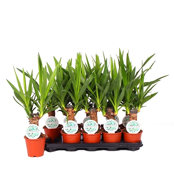 Yukka (Hançer Çiçeği)