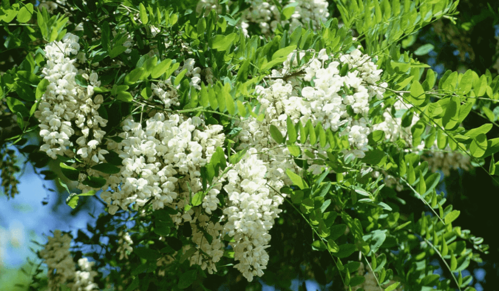Akasya Nedir, Nasıl Yetiştirilir?