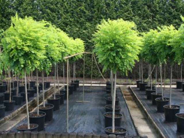 Yalancı Akasya (Top Akasya) Ağacı