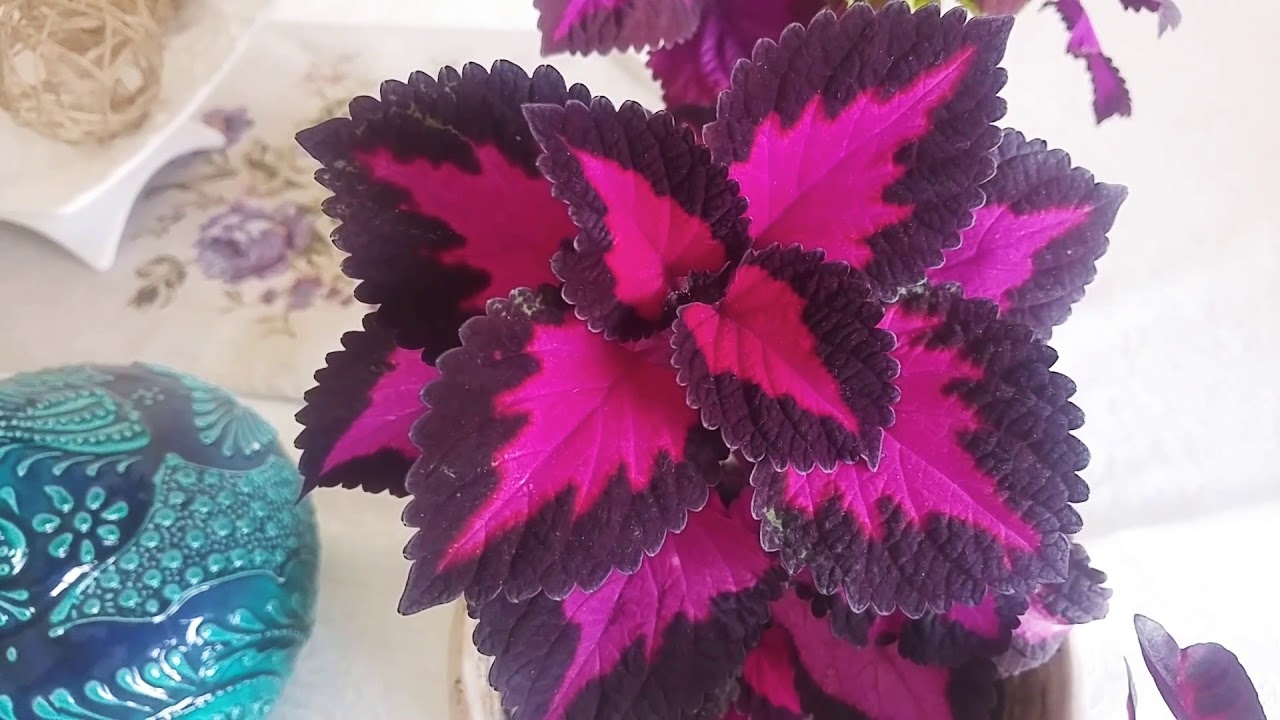 Yaprak güzeli (Kolyoz)