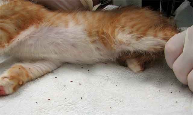 Evde Pire Mücadelesi