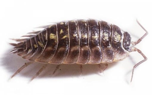 Evde Tesbih Böceği Mücadelesi: Nem Kontrolü Ve Etkili Yöntemler Evde Tesbih Böceği Mücadelesi