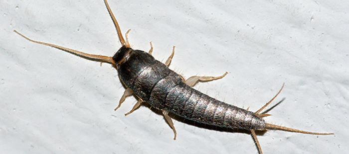 Gümüş Böceği İle Mücadele