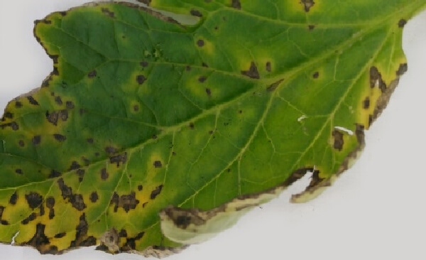 Domateste Bakteriyel Leke Hastalığı