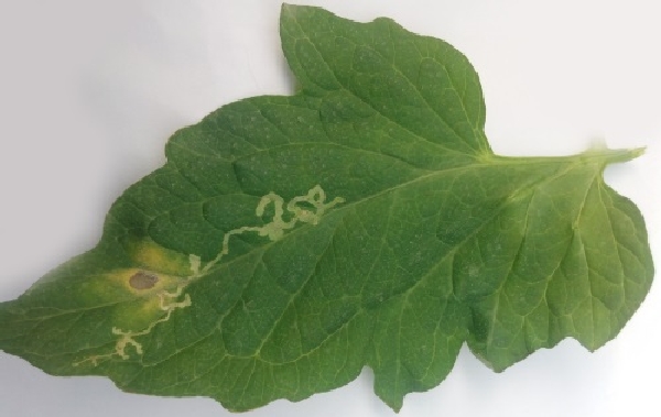 Yaprak Galeri Sineği