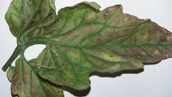 Fosfor Noksanlığı