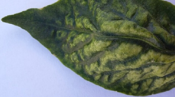 <a title='Sebzelerde Thrips Zararı Nelerdir?' href='https://www.muhendistarim.com.tr/konu/4413/sebzelerde-thrips-zarari-nelerdir'>Sebzelerde</a> Sarı Çay Akarı Nedir? Zararları Ve Mücadele Yöntemleri Sebzelerde Sarı Çay Akarı Nedir? Zararları Ve Mücadele Yöntemleri