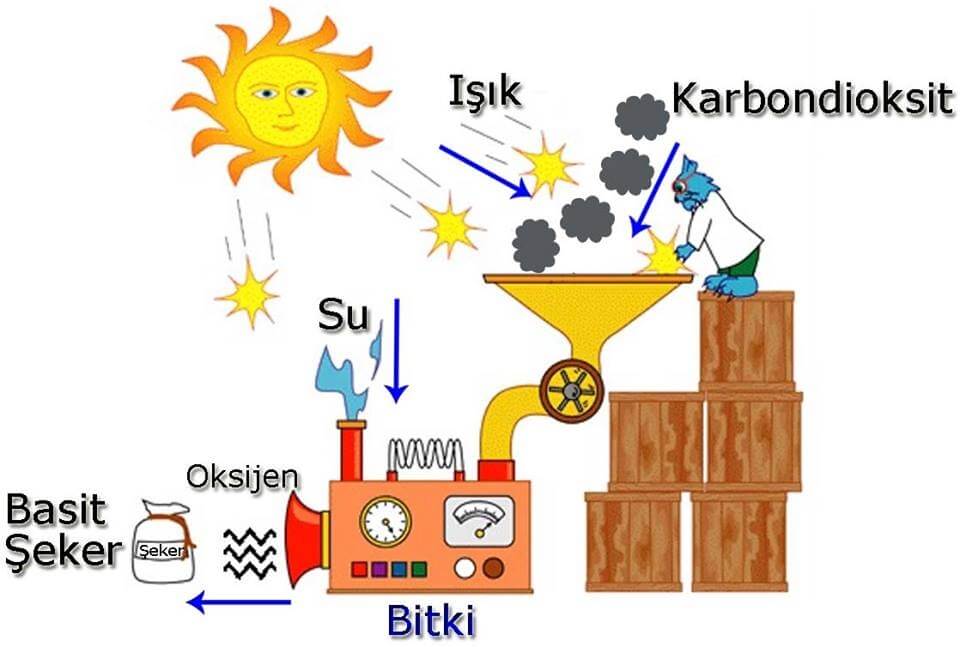 Bitkilerde Fotosentez Olayı Nasıl Gerçekleşir?