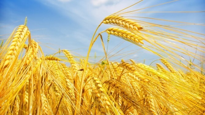 Türkiye De Yetiştirilen Tahıl Ürünleri Nelerdir?