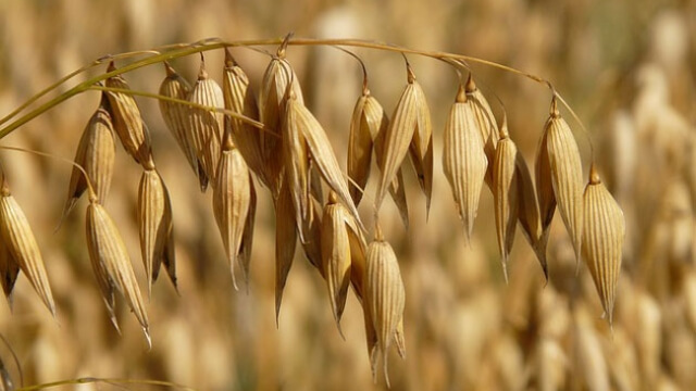 Türkiye De Yetiştirilen Tahıl Ürünleri Nelerdir?
