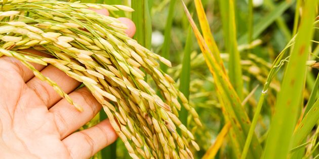 Türkiye De Yetiştirilen Tahıl Ürünleri Nelerdir?