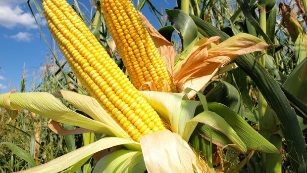 Türkiye De Yetiştirilen Tahıl Ürünleri Nelerdir?