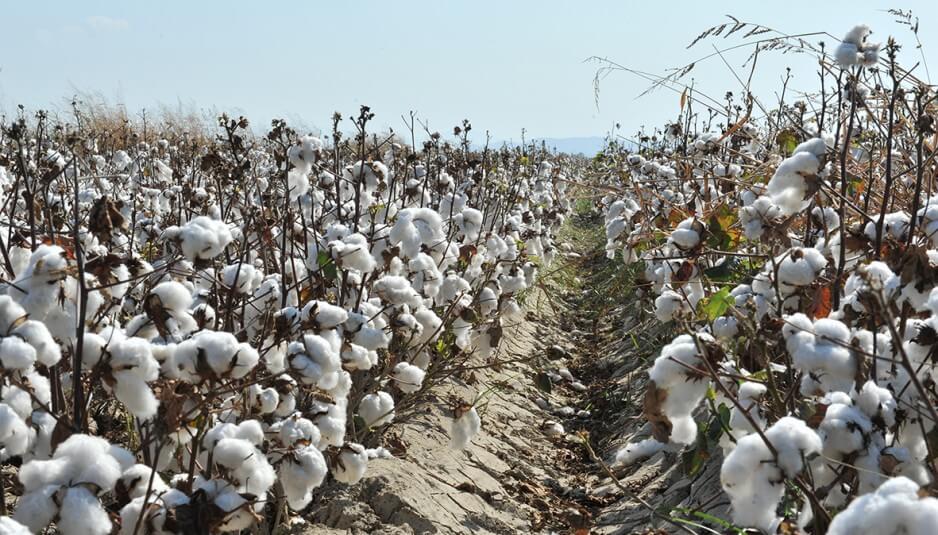 Türkiye De Yetiştirilen Endüstri (Sanayi) Bitkileri Nelerdir?
