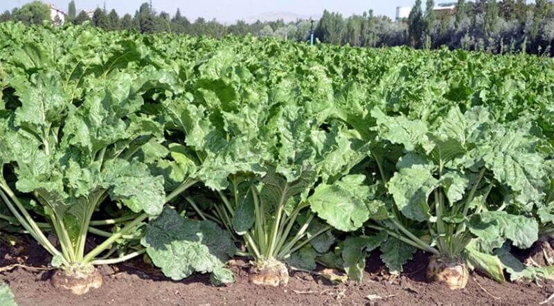 Türkiye De Yetiştirilen Endüstri (Sanayi) Bitkileri Nelerdir?