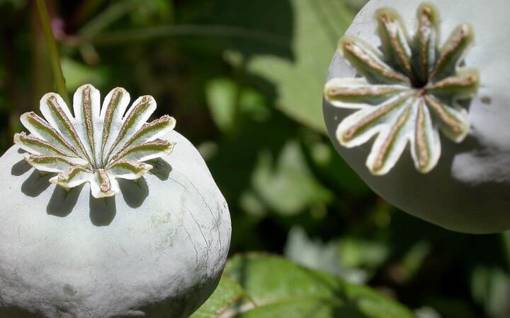 Türkiye De Yetiştirilen Endüstri (Sanayi) Bitkileri Nelerdir?