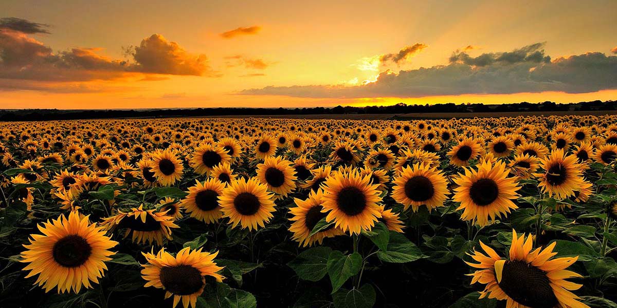 Türkiye De Yetiştirilen Yağ Bitkileri Nelerdir?