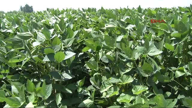 Türkiye De Yetiştirilen Yağ Bitkileri Nelerdir?