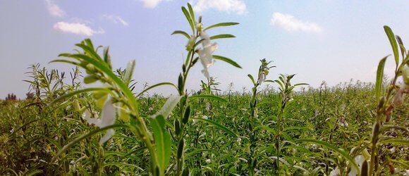 Türkiye De Yetiştirilen Yağ Bitkileri Nelerdir?