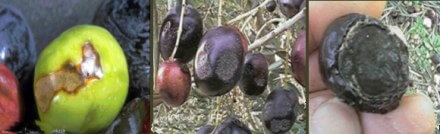 Zeytin Antraknozu (Gloeosporium Olivarum Alm.)