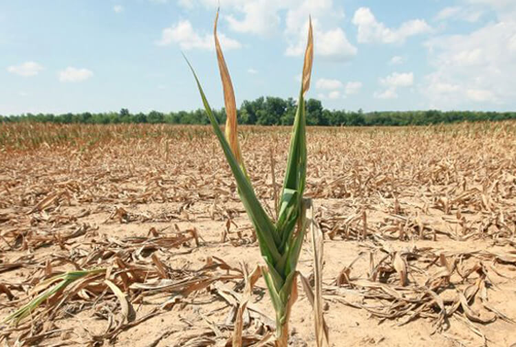 Bitkilerde Kuraklık (Su) Stresi Nedir?