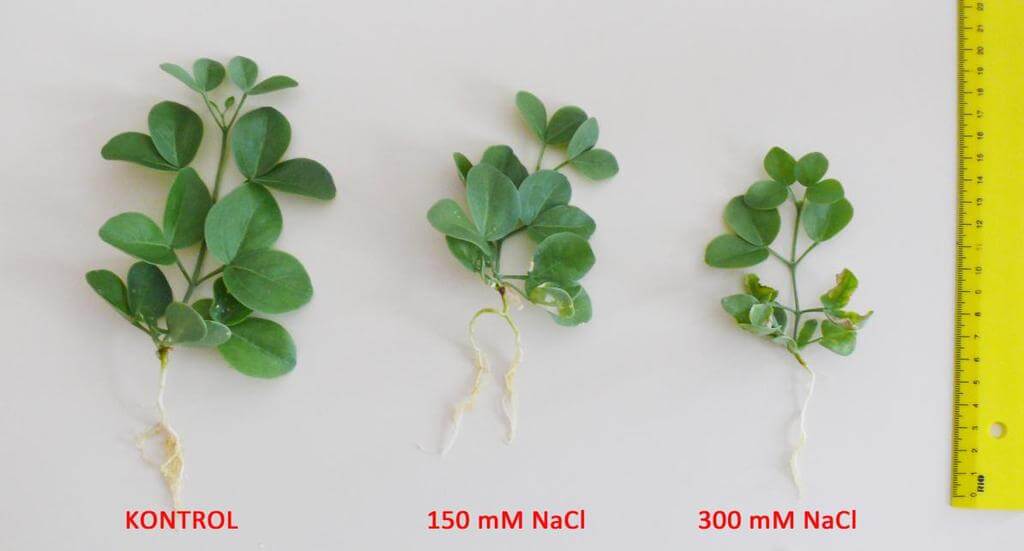 Bitkilerde Tuz Stresi Nedir?