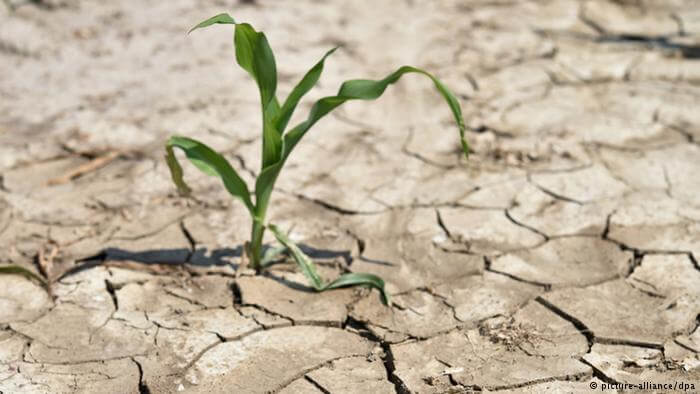 Bitkilerde Tuz Stresi Nedir?