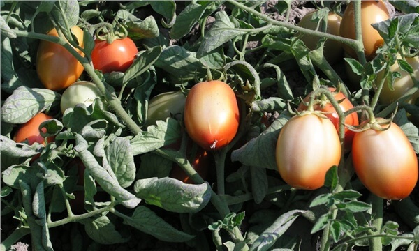 Bitkilerde Sıcaklık Stresi Nedir?