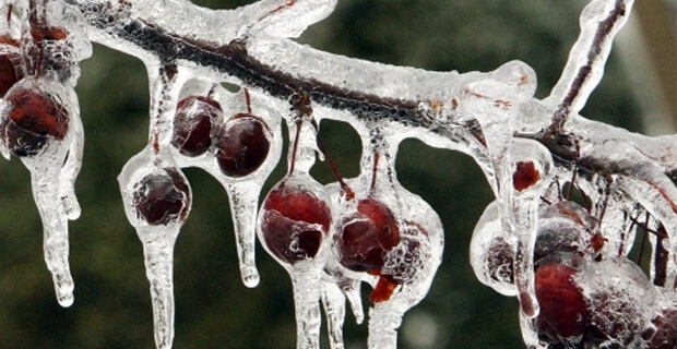 Bitkilerde Don Stresi Nedir?