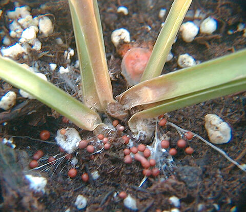 Şeker Pancarında Beyaz Çürüklük 