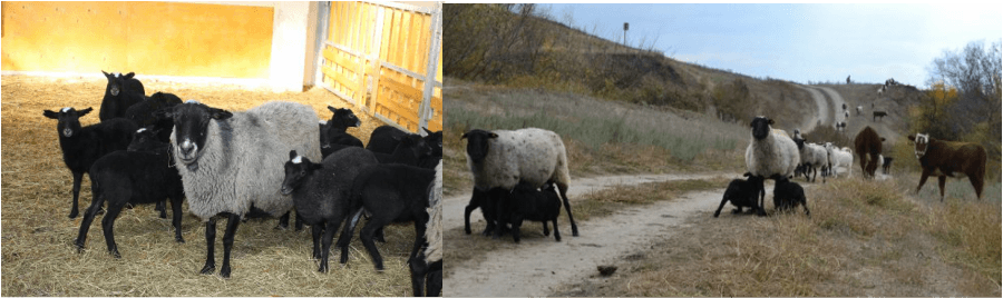 elyaf yönünden keçi ırkları