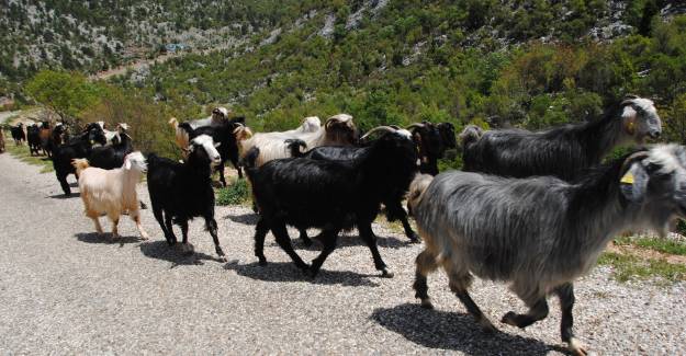 Kobine Verimli Keçi Irkları