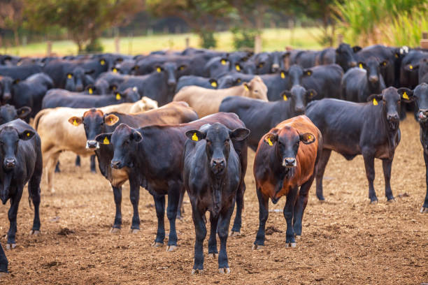 Aberdeen Angus Sığırı