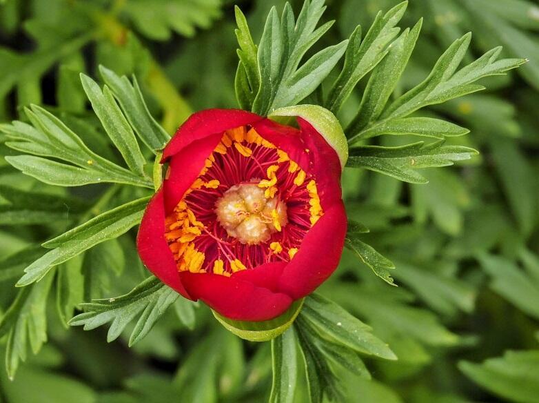 Şakayık (Ayı Gülü) Çiçeği Şakayık (Ayı Gülü)