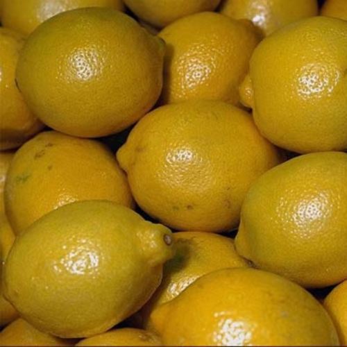 İtalyan Memeli - Kara Limon