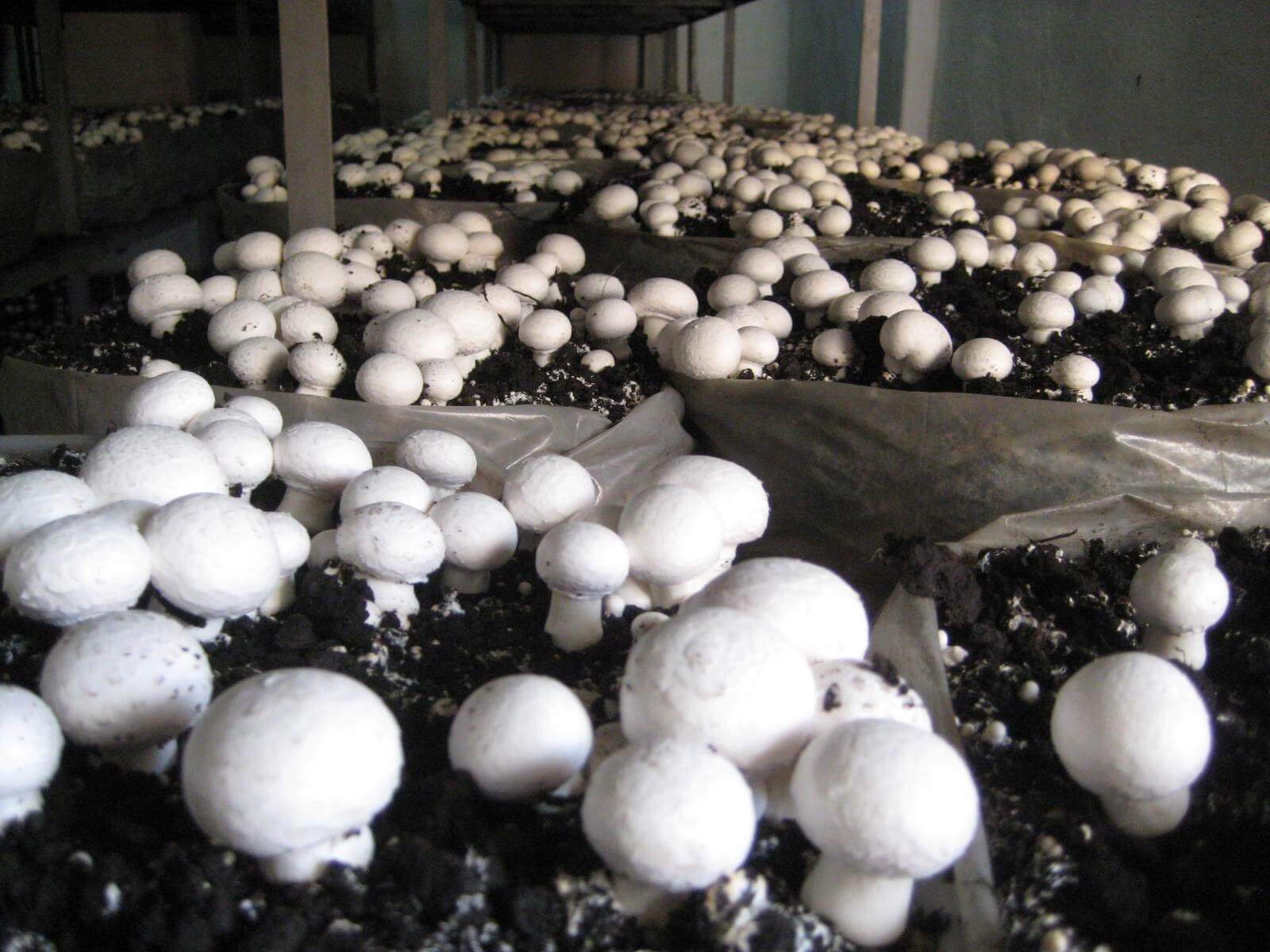 Kültür Mantarı Yetiştirme Yerleri