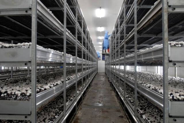 Modern Mantar Üretim Yerleri Nelerdir? Modern Mantar Üretim Yerleri