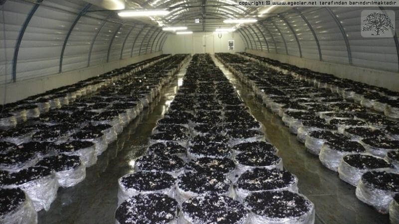 Modern Mantar Üretim Yerleri Nelerdir? Modern Mantar Üretim Yerleri