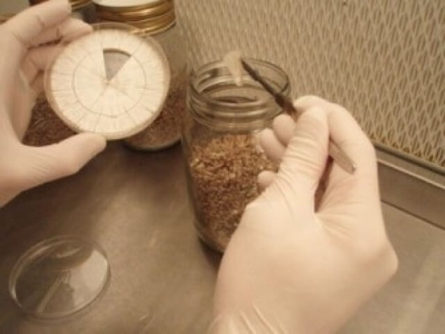 Kültür Mantarı Misel Aşılama Yeri