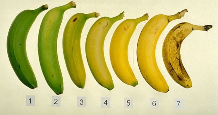 Yeşil Muzu Sarartmak İçin Mutlaka Yapın! Yeşil Muzu Sarartmak İçin Mutlaka Yapın!