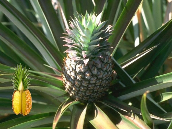 Ananas Meyvesi Faydaları