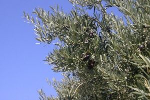 Zeytin Meyvesi Faydaları