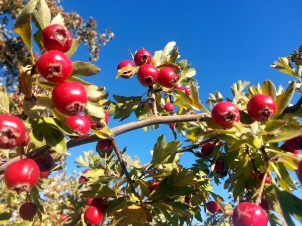 Alıç - Yemişen Meyvesi Faydası Ve Zararı Nelerdir? Alıç - Yemişen Meyvesi Faydaları