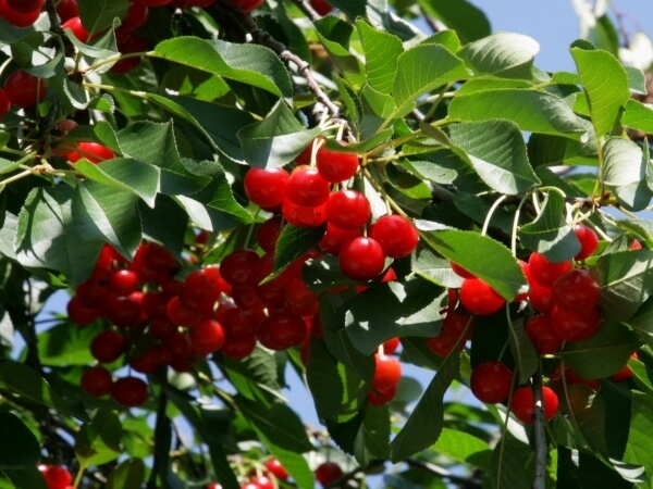 Vişne Meyvesi Faydaları