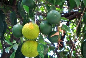 Turunç Meyvesi Faydaları