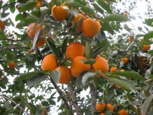 Trabzon Hurması Meyvesi Faydaları