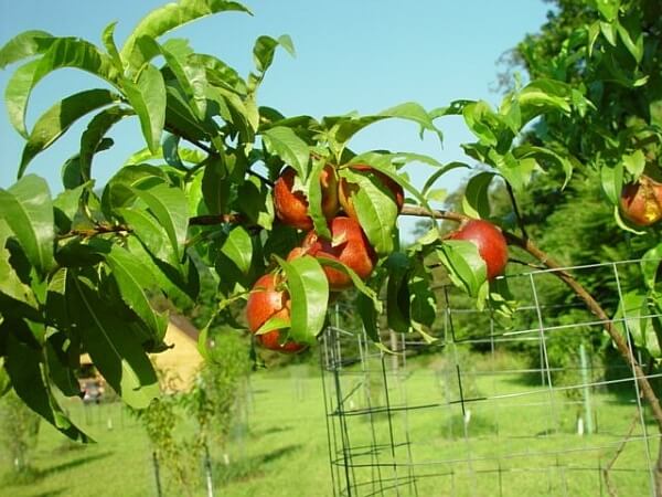Nektarin Meyvesi Faydaları